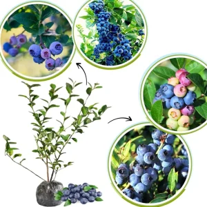 Blueberry Bush Live Plant, Top Hat Variety, 5-9 Inch Outdoor Fruit Tree - Image 4