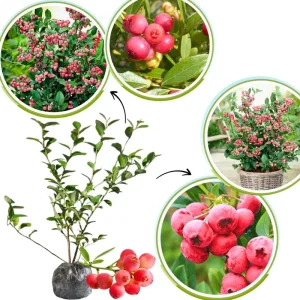 Blueberry Bush Live Plant, Top Hat Variety, 5-9 Inch Outdoor Fruit Tree - Image 5