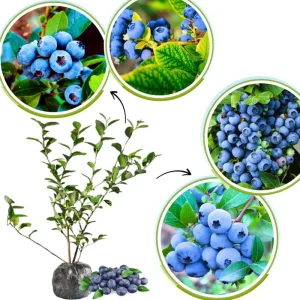 Blueberry Bush Live Plant, Top Hat Variety, 5-9 Inch Outdoor Fruit Tree - Image 6
