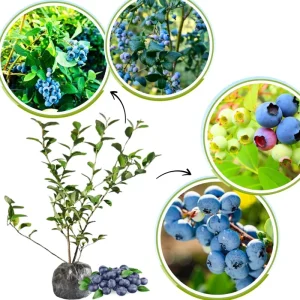 Blueberry Bush Live Plant, Top Hat Variety, 5-9 Inch Outdoor Fruit Tree - Image 7