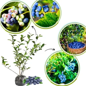 Blueberry Bush Live Plant, Top Hat Variety, 5-9 Inch Outdoor Fruit Tree - Image 8