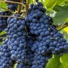 Blueberry Grape Vine Live Plant - 2 Year Old, Purple Blue Seedless Table Grapes - Image 1
