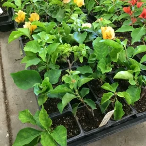 Bougainvillea 'California Gold' Live Plant - Golden Yellow Blooms, 6 inch Cutting, Outdoor - Image 4