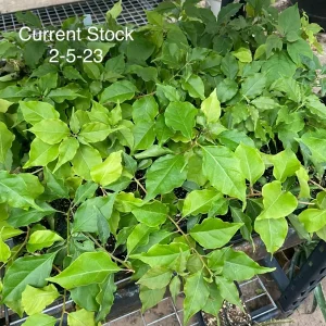 Bougainvillea 'Flame' Live Plant - Orange Red Climbing Vine, 6 inch Rooted Cutting - Image 3