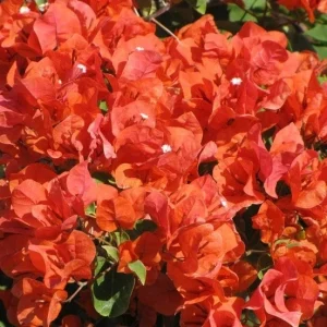 Bougainvillea 'Flame' Live Plant - Orange Red Climbing Vine, 6 inch Rooted Cutting - Image 4