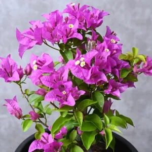 Bougainvillea Live Plant - 2 Mix, Bright Orange, 4-7 Inches, Indoor/Outdoor - Image 3