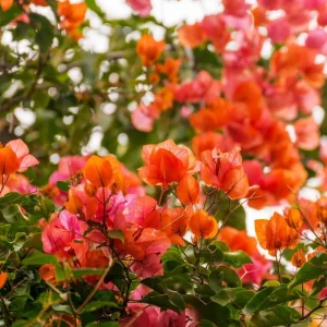 Bougainvillea Live Plant - 2 Mix, Bright Orange, 4-7 Inches, Indoor/Outdoor - Image 4