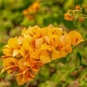 Bougainvillea Live Plant - 2 Mix, Bright Orange, 4-7 Inches, Indoor/Outdoor - Image 1