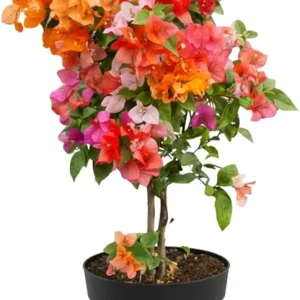 Bougainvillea Live Plant - 3 Mixed Flower Colors, 17-20 Inches Tall Indoor/Outdoor Perennial - Image 3
