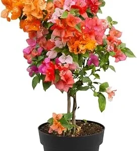 Bougainvillea Live Plant - 3 Mixed Flower Colors, 17-20 Inches Tall Indoor/Outdoor Perennial - Image 5