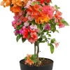 Bougainvillea Live Plant - 3 Mixed Flower Colors, 17-20 Inches Tall Indoor/Outdoor Perennial - Image 1
