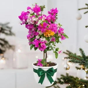 Bougainvillea Live Plant - Mixed 3 Colors, Tropical Perennial, 15-20 Inches Tall - Image 4