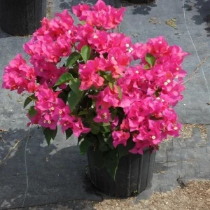 Bougainvillea 'Orange King' Live Plant - Orange & Pink Flowers, 6 inch Starter - Image 3