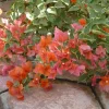 Bougainvillea 'Orange King' Live Plant - Orange & Pink Flowers, 6 inch Starter - Image 1