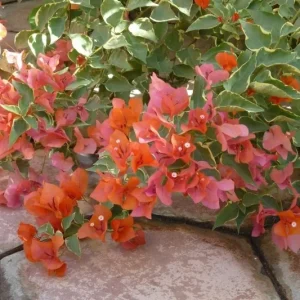 Bougainvillea 'Orange King' Live Plant - Orange & Pink Flowers, 6 inch Starter - Image 1