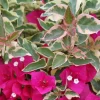 Bougainvillea 'Raspberry Ice' Live Plant - Variegated Magenta Blooms, Evergreen Climber - Image 1