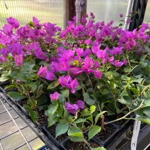 Bougainvillea Royal Purple Live Plant - Vibrant Climbing Vine, 7-8 Inch Tall - Image 3