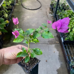 Bougainvillea Royal Purple Live Plant - Vibrant Climbing Vine, 7-8 Inch Tall - Image 4