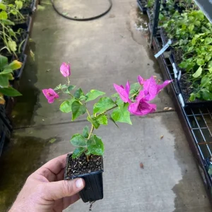 Bougainvillea Royal Purple Live Plant - Vibrant Climbing Vine, 7-8 Inch Tall - Image 6