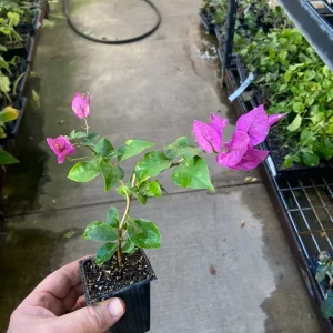 Bougainvillea Royal Purple Live Plant - Vibrant Climbing Vine, 7-8 Inch Tall - Image 7