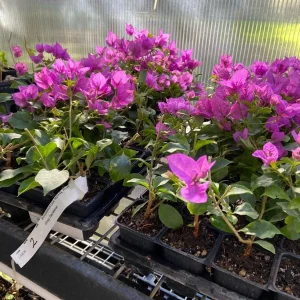 Bougainvillea Royal Purple Live Plant - Vibrant Climbing Vine, 7-8 Inch Tall - Image 1