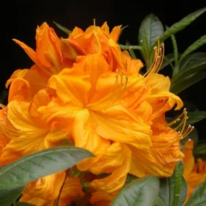 Brilliant Orange-Yellow Rhododendron Live Plant, 1 Gallon Pot, Outdoor Shrub - Image 8