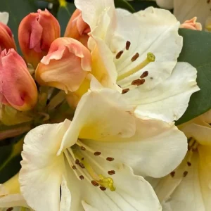 Brilliant Orange-Yellow Rhododendron Live Plant, 1 Gallon Pot, Outdoor Shrub - Image 9