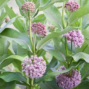 Broadleaf Milkweed Live Plants - 2-Pack, 4-7 Inches Tall, Outdoor Flowering Plants - Image 1