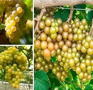 Bronze Carlos Scuppernong Grapevine Live Plant, 2 Year Old Muscadine, Sweet Fruit, Full Sun - Image 3