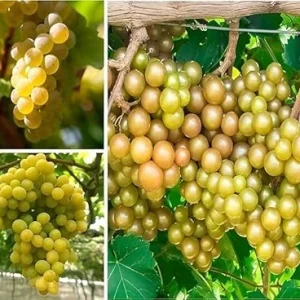 Bronze Carlos Scuppernong Grapevine Live Plant, 2 Year Old Muscadine, Sweet Fruit, Full Sun - Image 5
