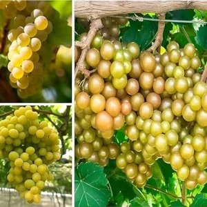 Bronze Carlos Scuppernong Grapevine Live Plant, 2 Year Old Muscadine, Sweet Fruit, Full Sun - Image 7