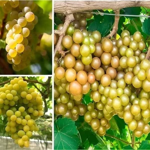 Bronze Carlos Scuppernong Grapevine Live Plant, 2 Year Old Muscadine, Sweet Fruit, Full Sun - Image 1