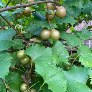 Bronze Fry Scuppernong Grapevine Plant - 2 Year Old Vine, Muscadine Grapes, Sweet, Full Sun - Image 7