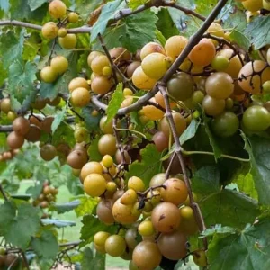 Bronze Magnolia Scuppernong Grapevine Plant - 2 Year Old Muscadine Grapes - Image 4