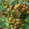 Bronze Magnolia Scuppernong Grapevine Plant - 2 Year Old Muscadine Grapes - Image 1