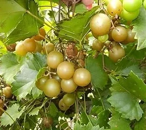 Bronze Scuppernong Grapevine Live Plant - 2 Year Old Muscadine Vine - Full Sun - Image 5