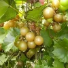 Bronze Scuppernong Grapevine Live Plant - 2 Year Old Muscadine Vine - Full Sun - Image 1