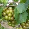 Bronze Southern Sweet Scuppernong Grapevine Live Plant - 2 Year Old Vine, 2 Feet Tall, Outdoor - Image 1