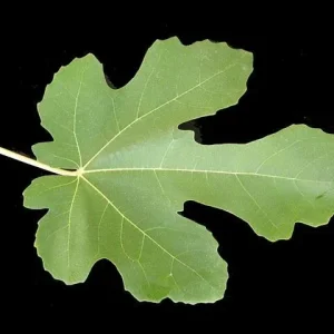 Brown Turkey Fig Tree Live Plant - Fruiting Ficus Carica - 5-Inch Seedling - Image 2