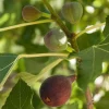 Brown Turkey Fig Tree Live Plant - Fruiting Ficus Carica - 5-Inch Seedling - Image 1