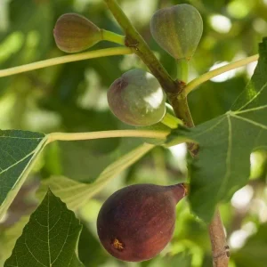 Brown Turkey Fig Tree Live Plant - Fruiting Ficus Carica - 5-Inch Seedling - Image 1