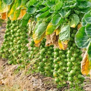 Brussel Sprouts Live Plant in 4