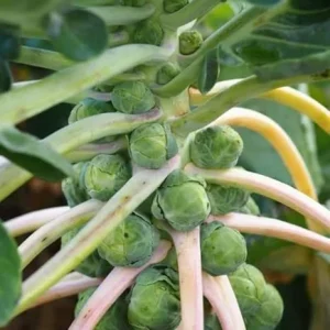 Brussels Sprouts Live Plant - 2 Pack, 4 Inch Pot, Cold Hardy Vegetable - Image 3