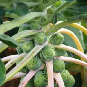 Brussels Sprouts Live Plant - 2 Pack, 4 Inch Pot, Cold Hardy Vegetable - Image 5