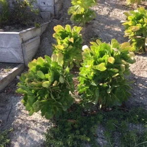 Bulk Green Aeonium Cuttings - Live Succulents for Mass Planting, Drought Tolerant - Image 3