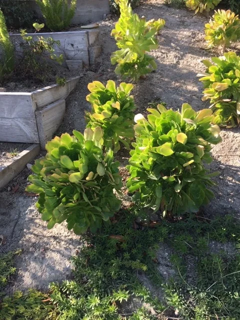 Bulk Green Aeonium Cuttings - Live Succulents for Mass Planting, Drought Tolerant - Image 3