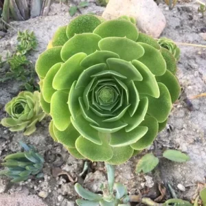 Bulk Green Aeonium Cuttings - Live Succulents for Mass Planting, Drought Tolerant - Image 4