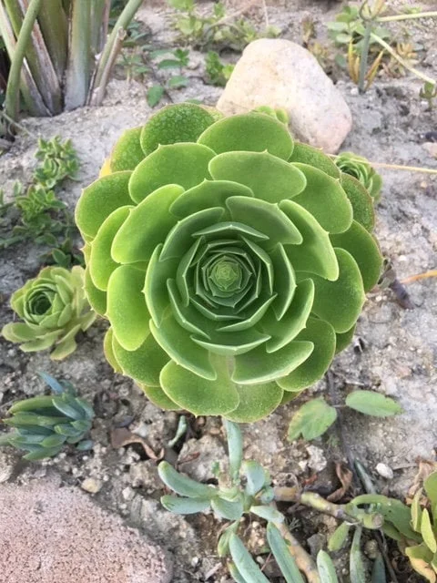 Bulk Green Aeonium Cuttings - Live Succulents for Mass Planting, Drought Tolerant - Image 4