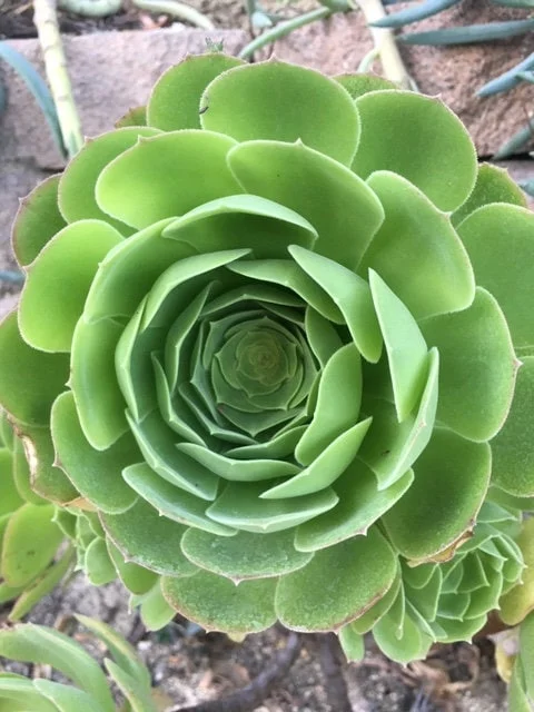 Bulk Green Aeonium Cuttings - Live Succulents for Mass Planting, Drought Tolerant - Image 5