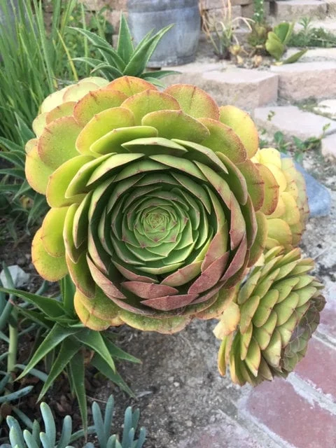 Bulk Green Aeonium Cuttings - Live Succulents for Mass Planting, Drought Tolerant - Image 6